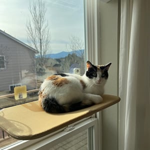 BowLift | Foldable Cat Hammock Suction Cup Cat Hammock