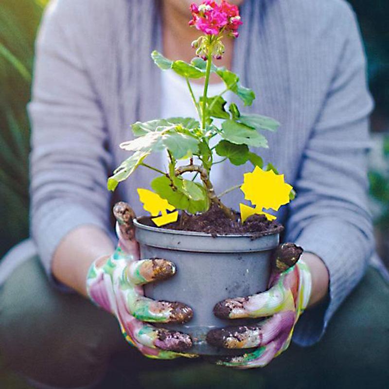 BowLift | Fruit Fly Fungus Gnat Sticky Trap