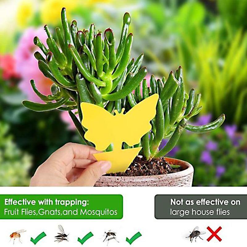 BowLift | Fruit Fly Fungus Gnat Sticky Trap