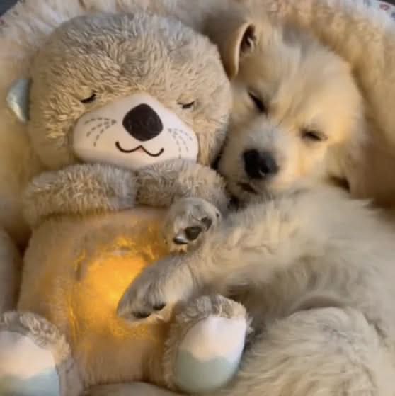 BowLift | HerzHalt Plush Friend for Puppies & Kittens