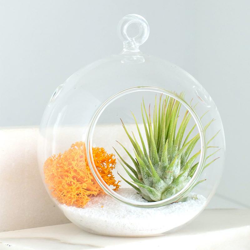 BowLift | Hanging Glass Herb Pots