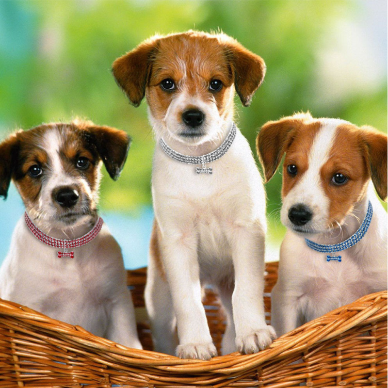 BowLift | Sweet Crystal Dog Collar