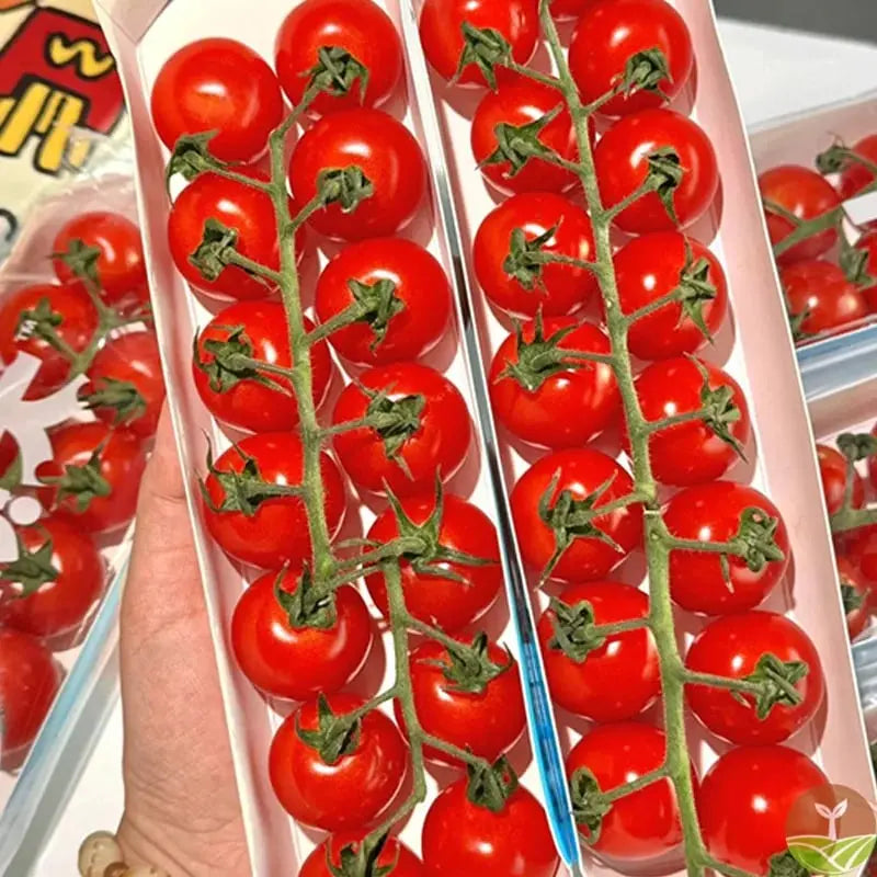 BowLift | 600 waterfall tomato seeds for decorative cherry tomatoes