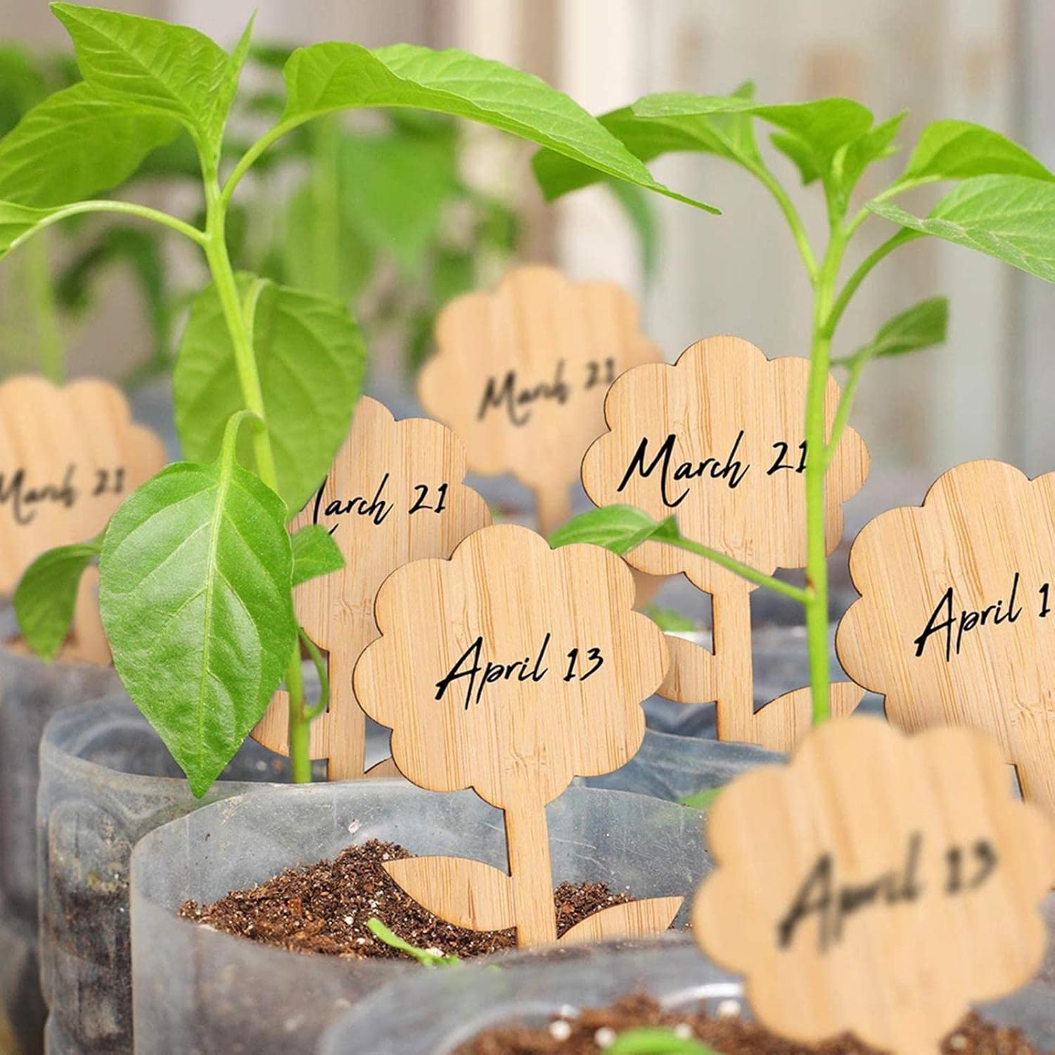 BowLift | Plant labels made of wood for garden and balcony ā Rewritable labels for herbs and plants