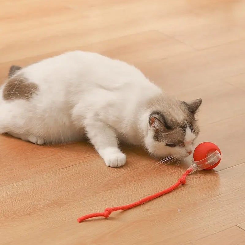BowLift | Interactive Cat Toy Ball for Indoor Use