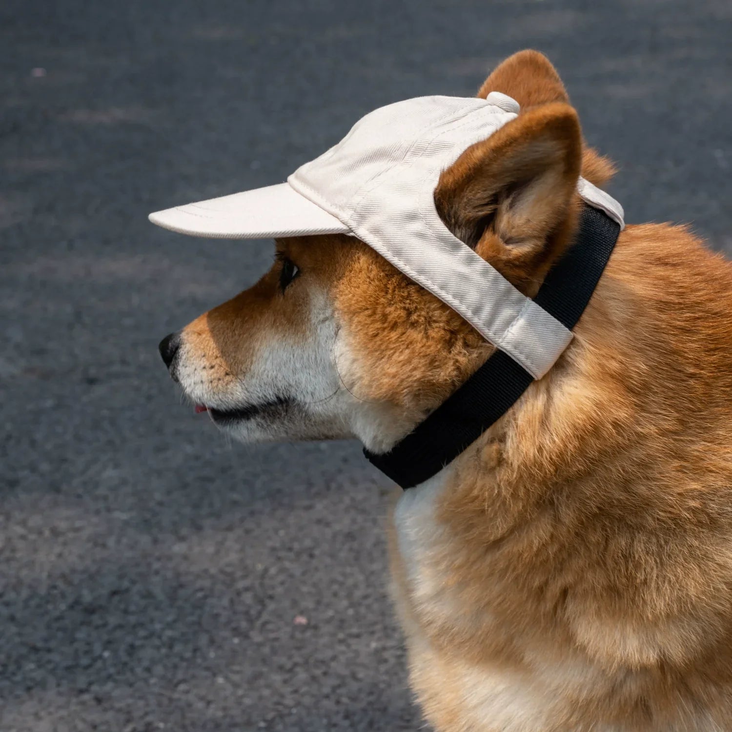 BowLift | Adjustable Dog Sun Hat - Cute Ear-Out Summer Baseball Cap