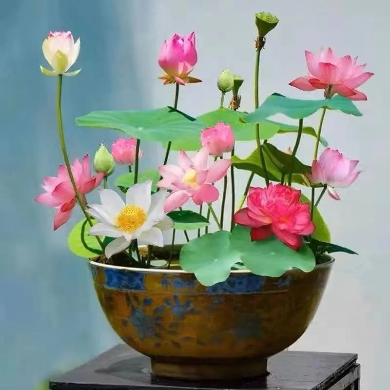 BowLift | Lotus flower seeds for pond & bowl – Let them bloom easily at home