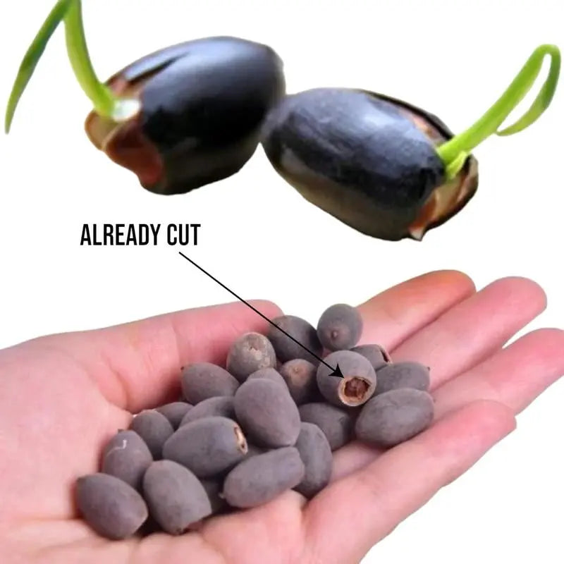 BowLift | Lotus flower seeds for pond & bowl – Let them bloom easily at home