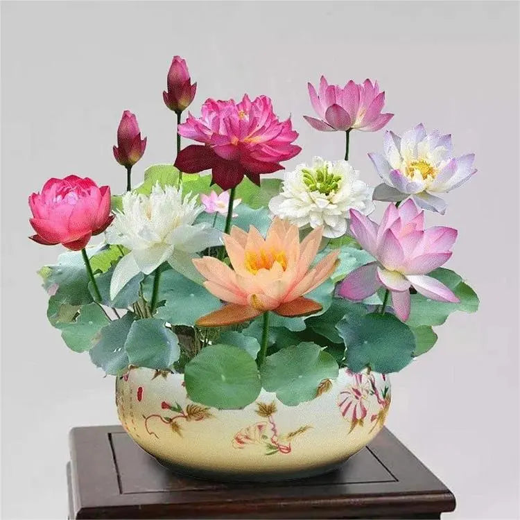 BowLift | Lotus flower seeds for pond & bowl – Let them bloom easily at home