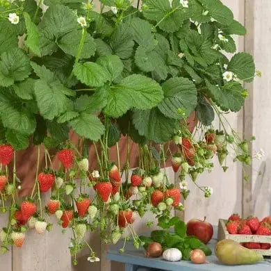 BowLift | CREAM-STRAWBERRY –Year-round strawberry seeds–High yield!