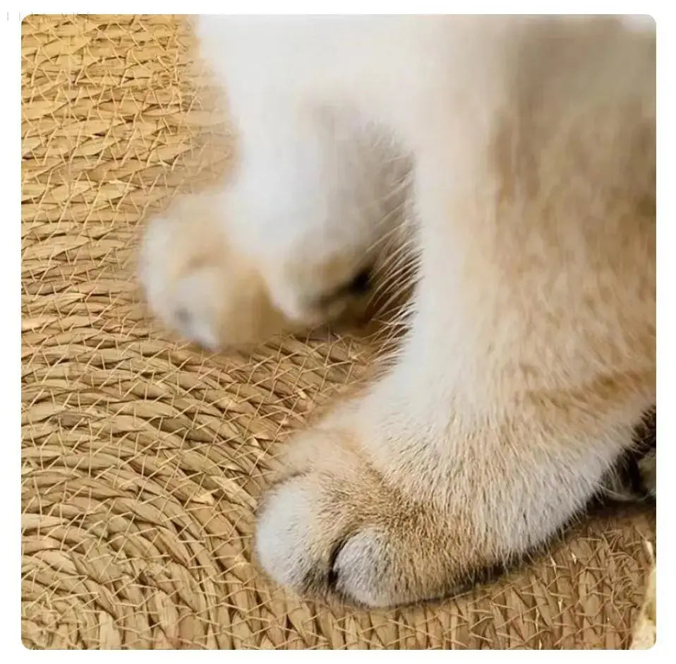 BowLift | Cozypets – Super soft and comfortable cat bed