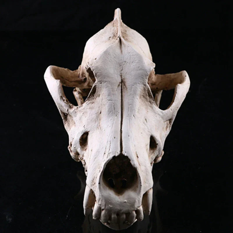 BowLift | Wolf Skull Sculpture Model