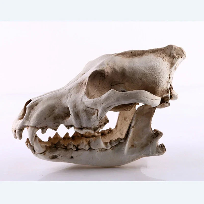 BowLift | Wolf Skull Sculpture Model