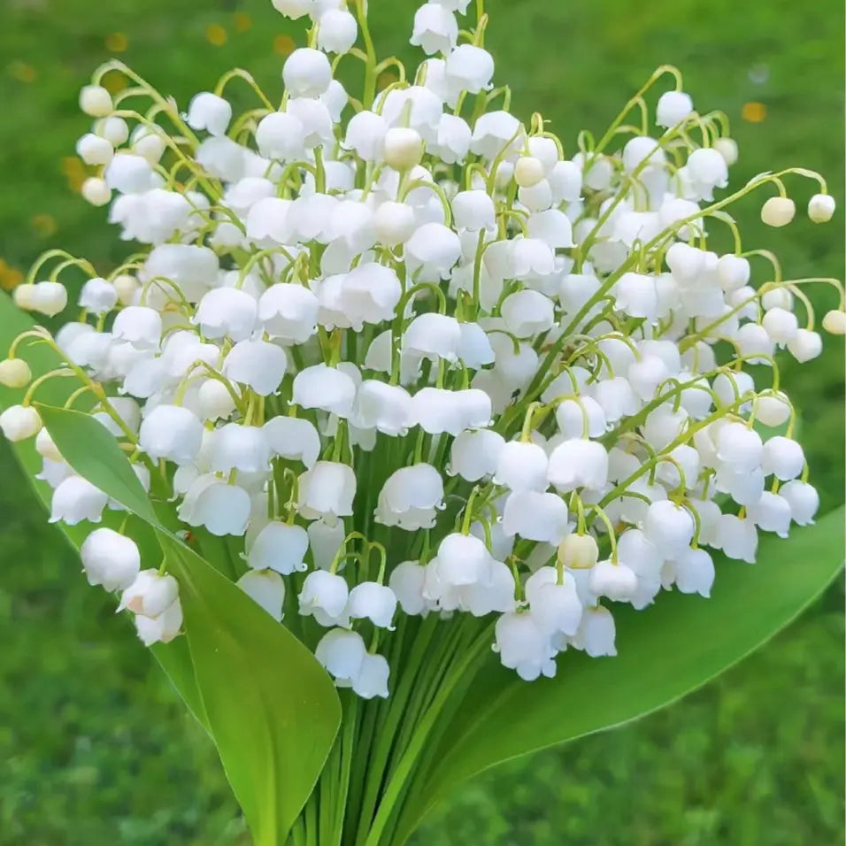BowLift | Lily of the Valley Rhizomes – Fragrant and Easy Care