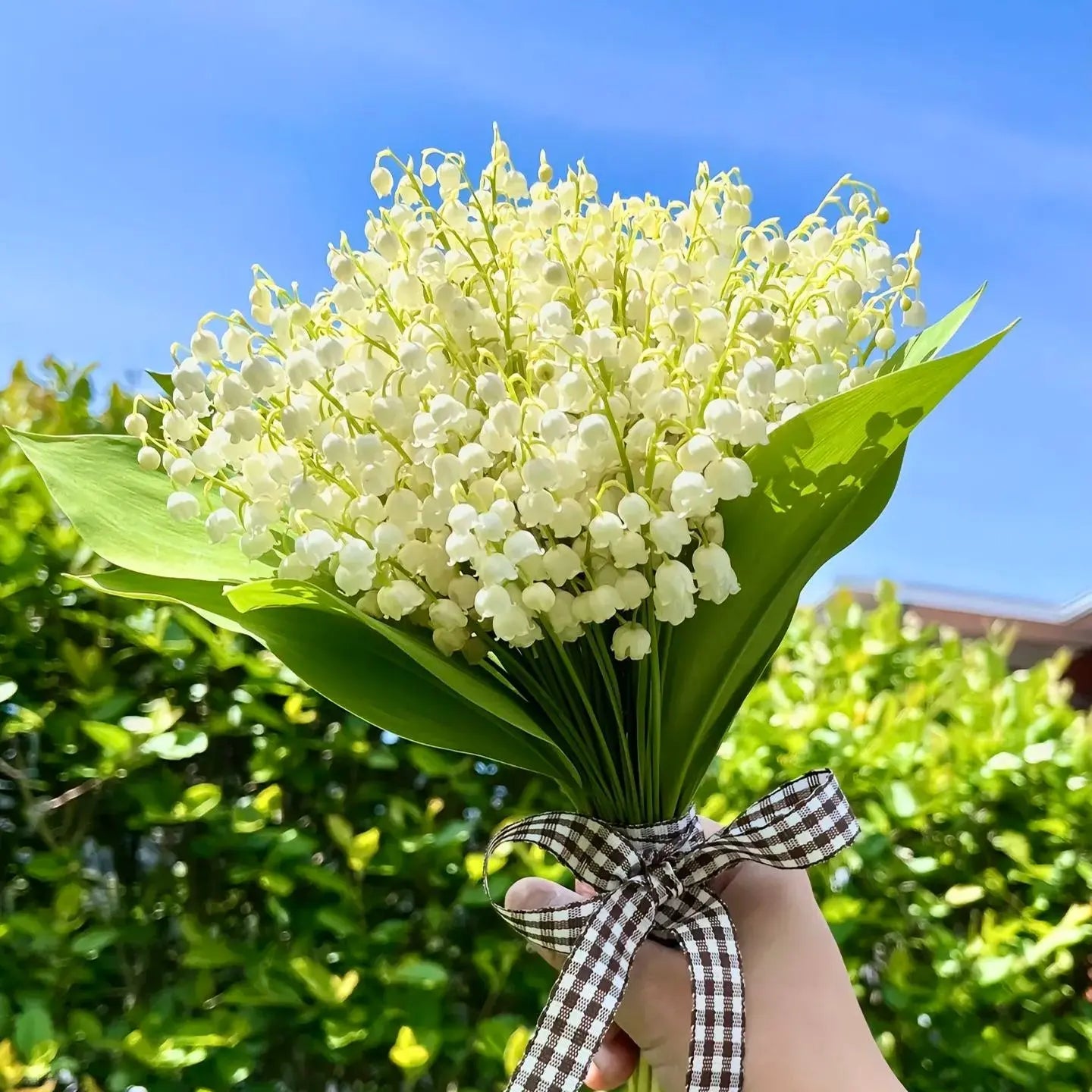 BowLift | Lily of the Valley Rhizomes – Fragrant and Easy Care