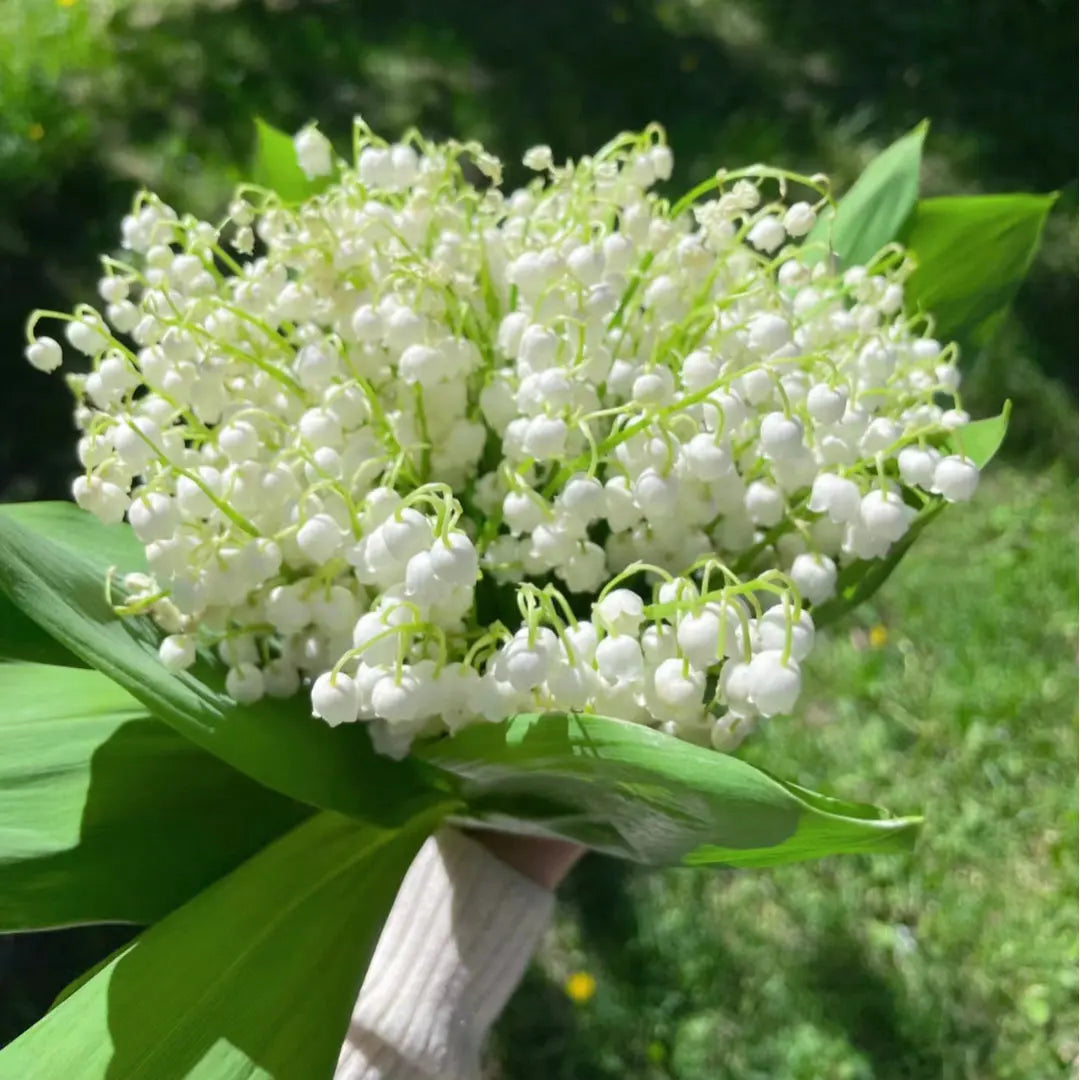 BowLift | Lily of the Valley Rhizomes – Fragrant and Easy Care