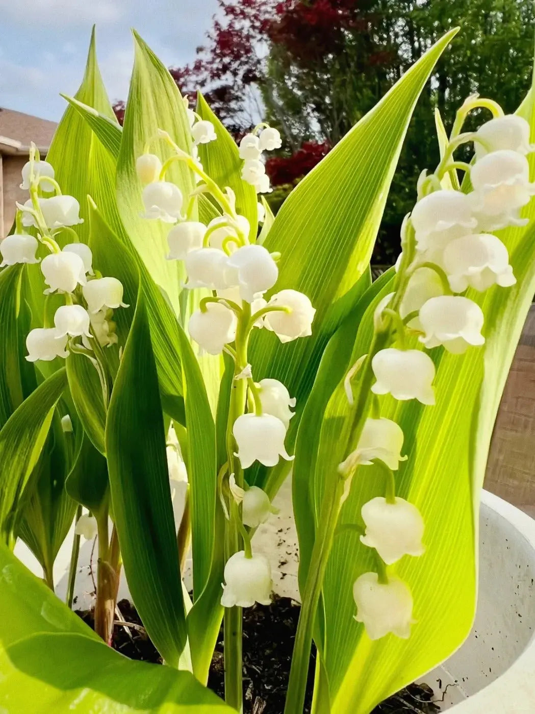 BowLift | Lily of the Valley Rhizomes – Fragrant and Easy Care