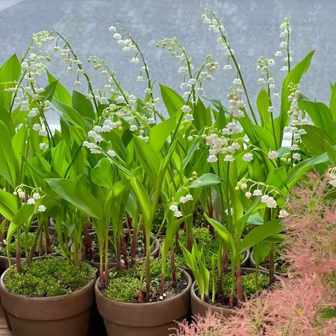 BowLift | Lily of the Valley Rhizomes – Fragrant and Easy Care