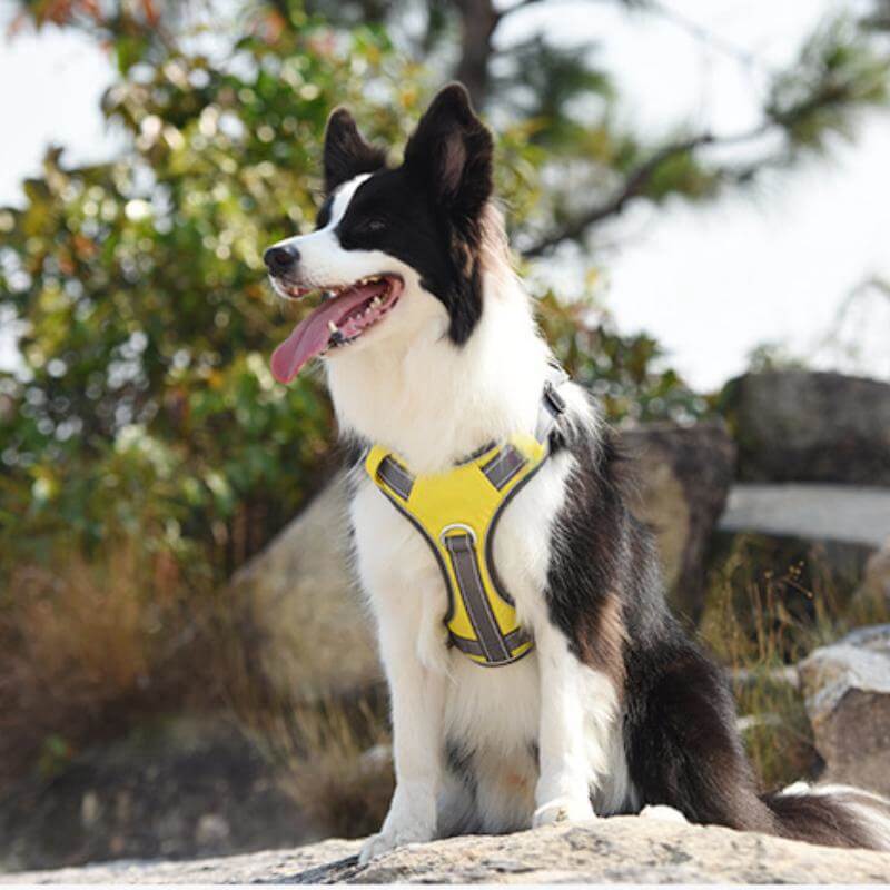 BowLift | Multifunctional explosion-proof anti-pull harness for medium to large dogs harness