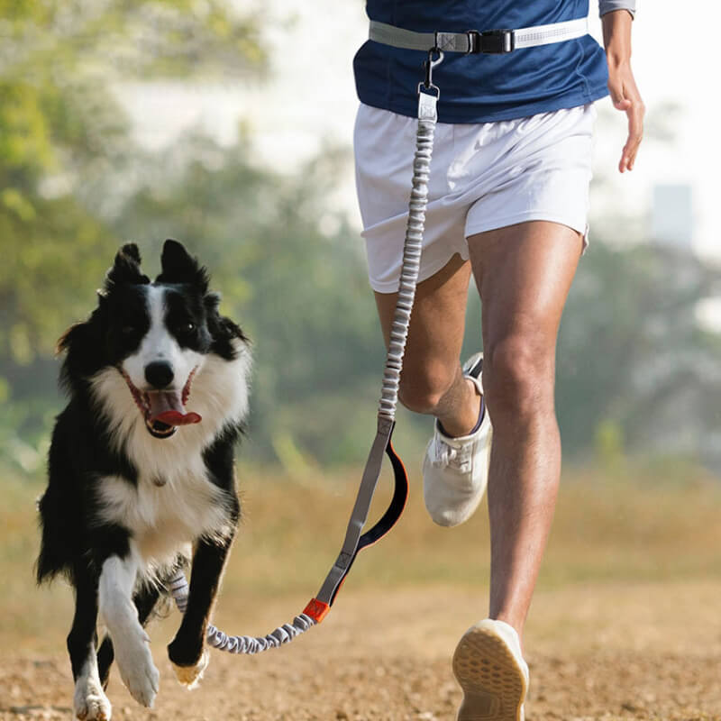 BowLift | Telescopic Double Handle Multifunctional Dog Leash