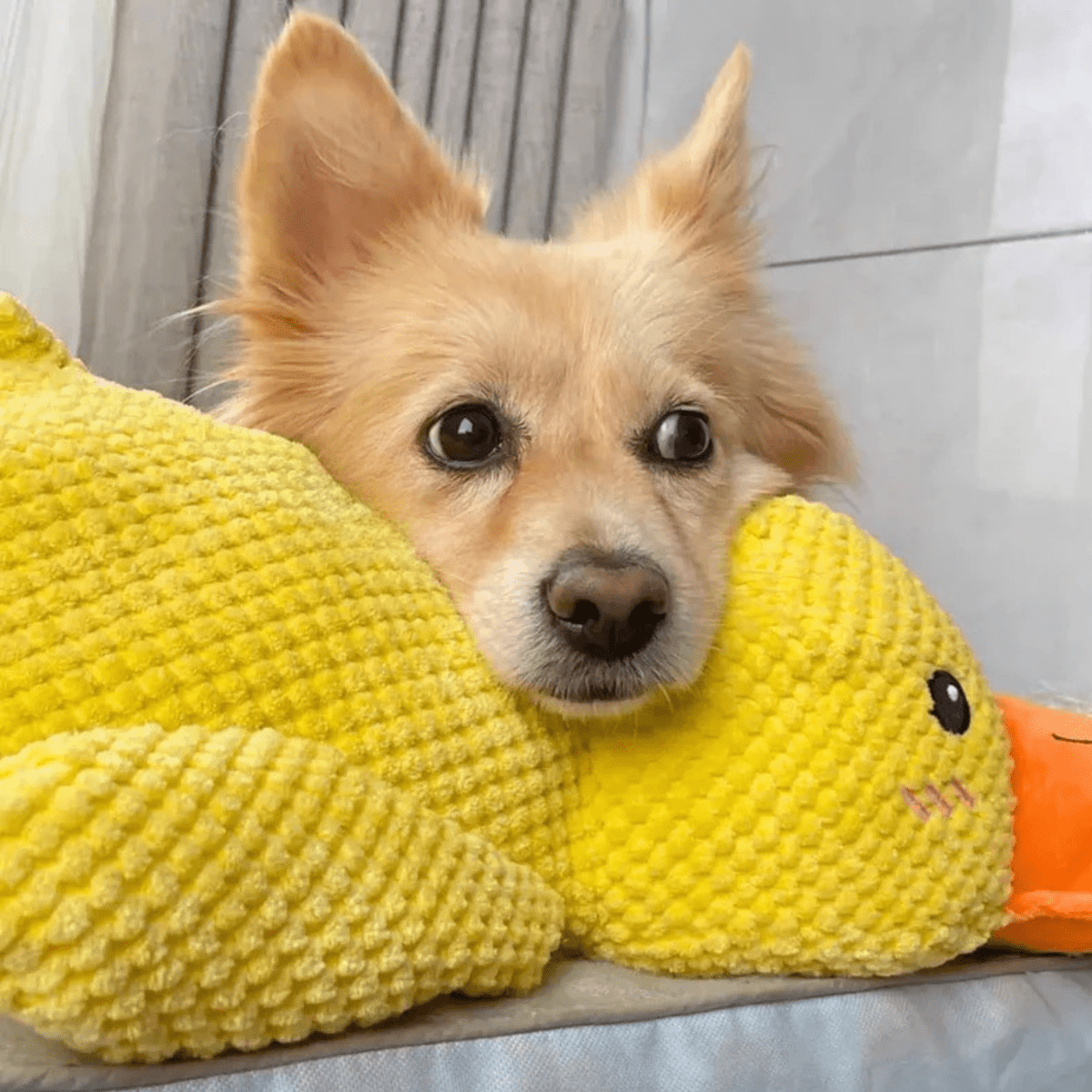 BowLift | SnuggleBeak Plush Toy for Dogs | Soft Squeaky Duck | Durable Cuddly Toy | Comfort Toy | Dog Accessories