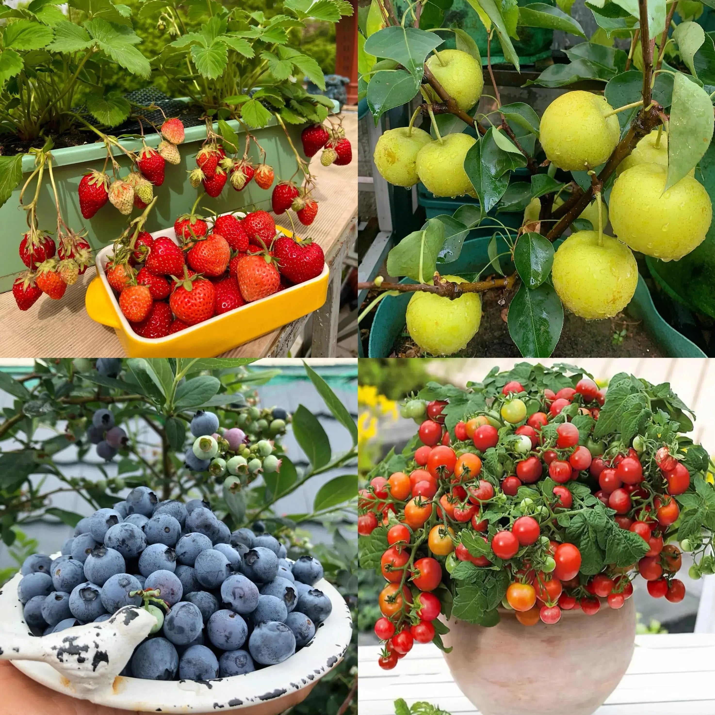 BowLift | Eco-friendly Plantable Seed Calendar 2025 – Grow Year-Round