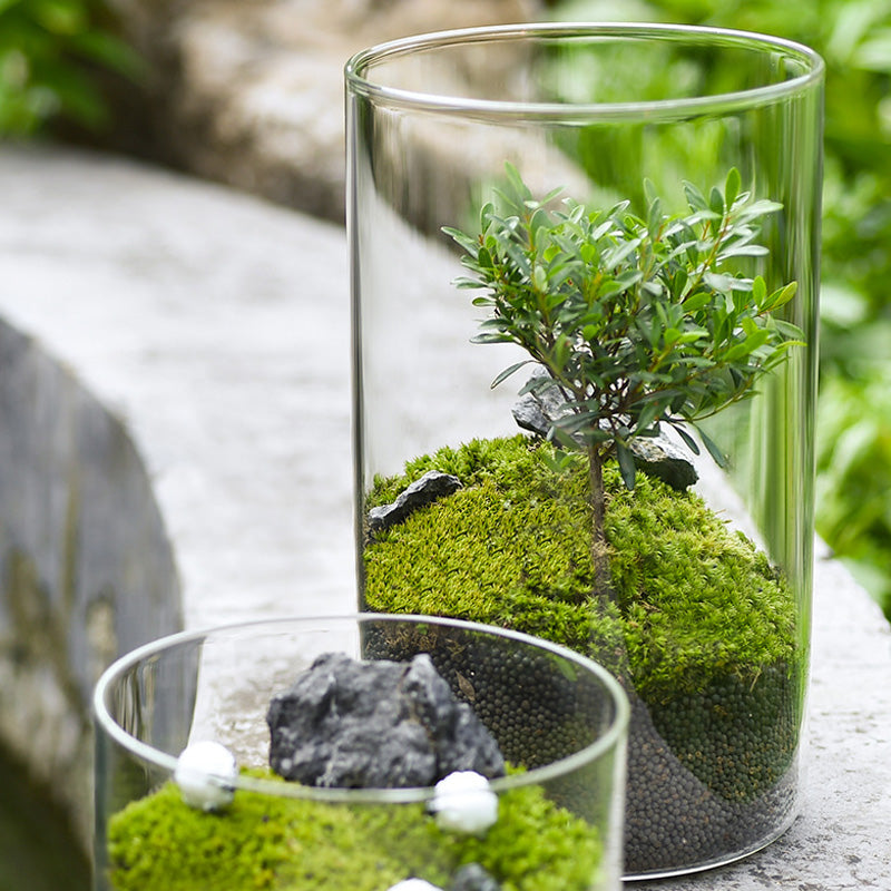 BowLift | High Borosilicate Glass Vase, Micro Landscape Hydroponic Plant Straight Glass Jar, Ornamental Living Room Flower Arrangement Art Vase