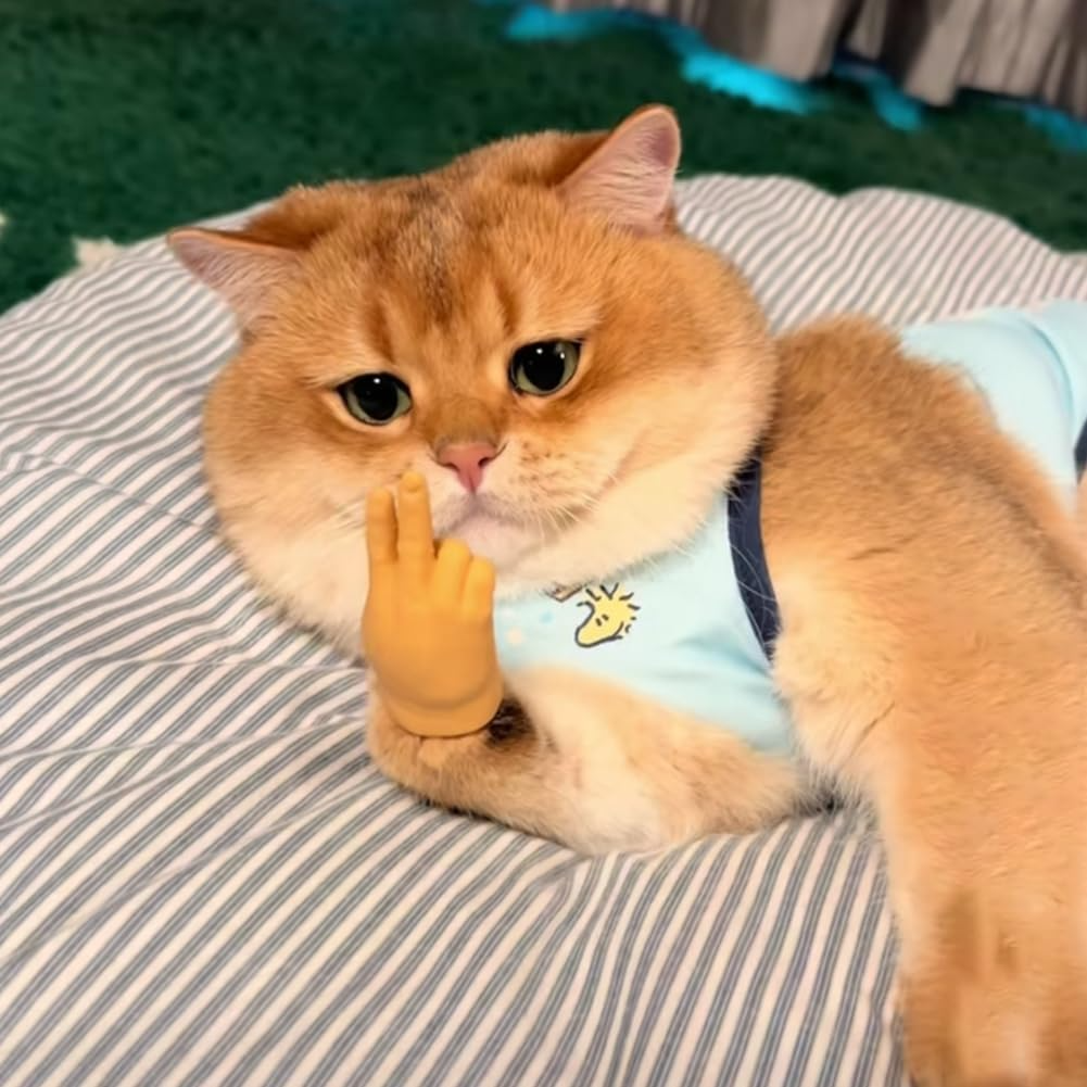 BowLift | CatPal Instant Cat Engagement