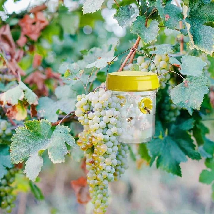 BowLift | Insect Fruit Fly Traps