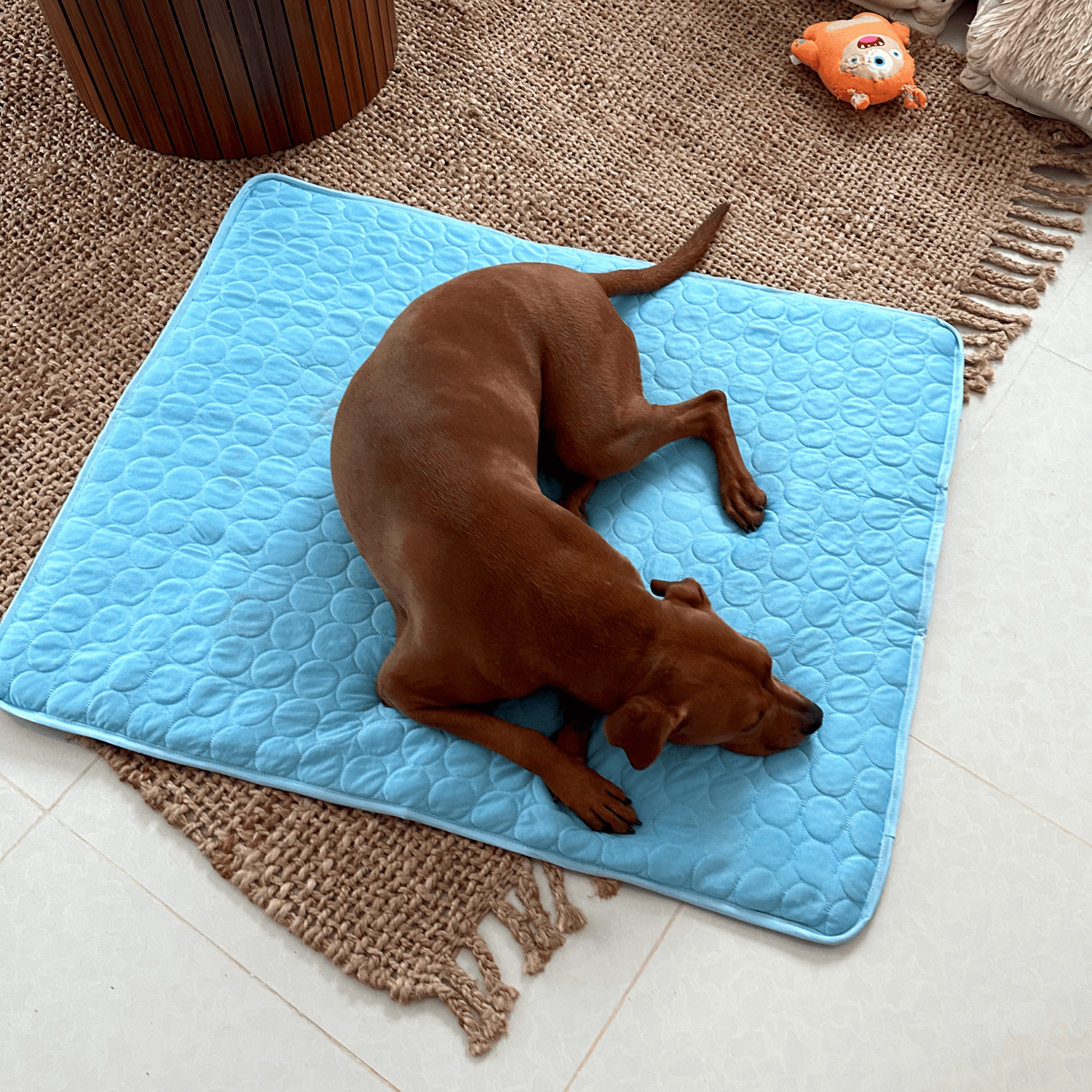 BowLift | Innovative Cooling Mat for Dogs (4x Cooling Power) - ChillComfort