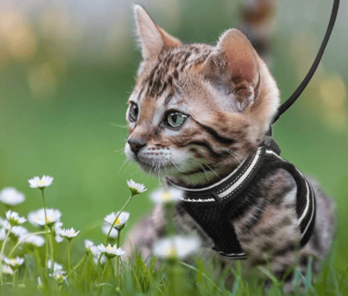 BowLift | Escape-proof cat harness with reflective details