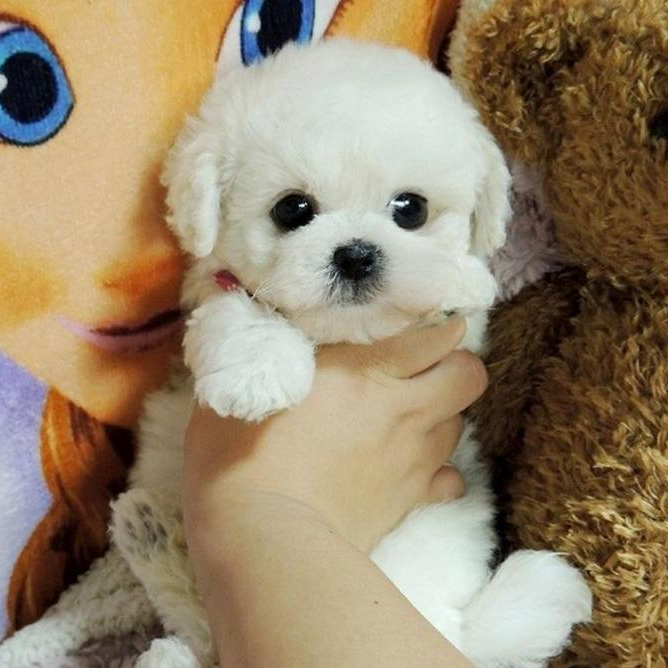 BowLift | Cuddle Cushion Lifelike Plush Puppy Toy