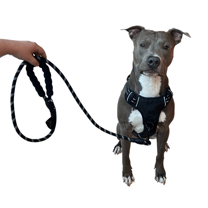 3-in-1 Pet Walking Kit | Bowlift