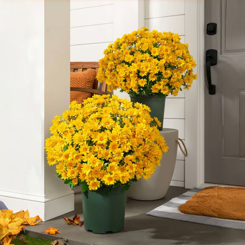 BowLift | AutumnBlaze — Your worry-free garden hit with colors that enchant every autumn!