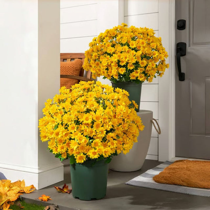 BowLift | AutumnBlaze — Your worry-free garden hit with colors that enchant every autumn!