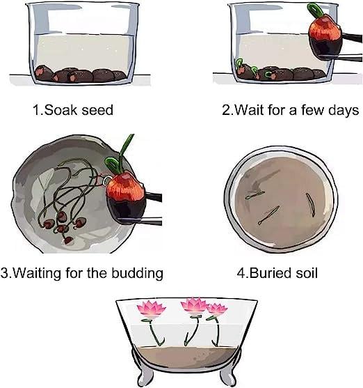 LotusWaters – Bonsai Water Garden Seeds for Pond and Balcony | Bowlift