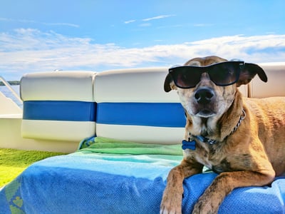BowLift | Cooling mat for pets with non-toxic self-cooling gel