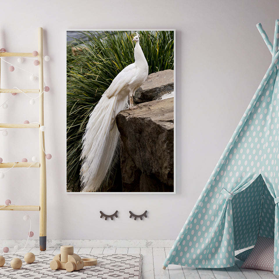 Regal Albino Peacock - Canvas Wall Art Painting | Bowlift