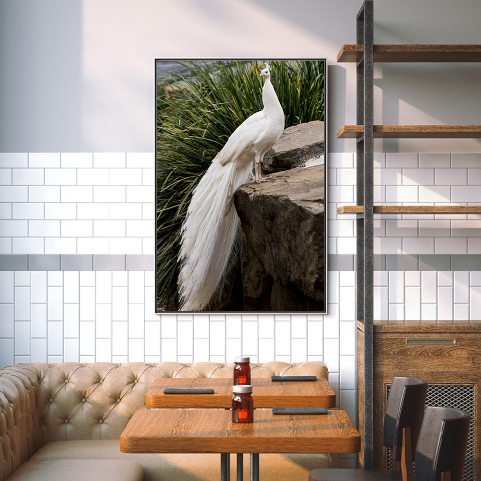 Regal Albino Peacock - Canvas Wall Art Painting | Bowlift