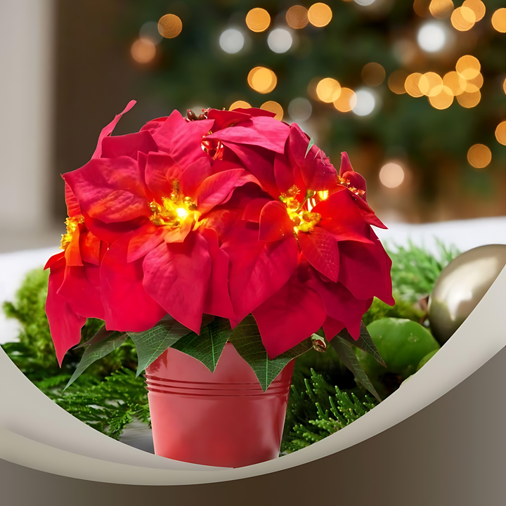 Red Poinsettia - Illuminate Your Holidays with Elegance Bowlift