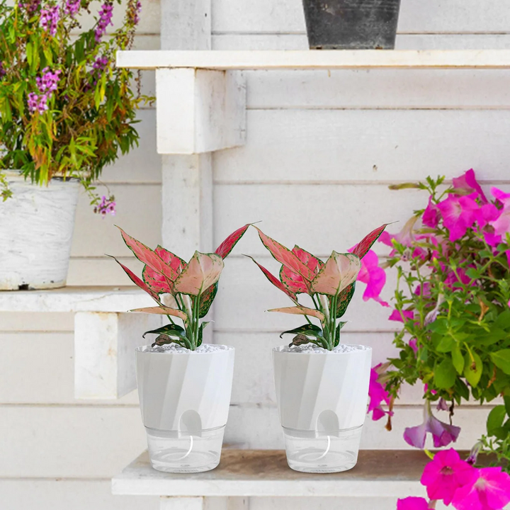 BowLift | Self Watering Planter