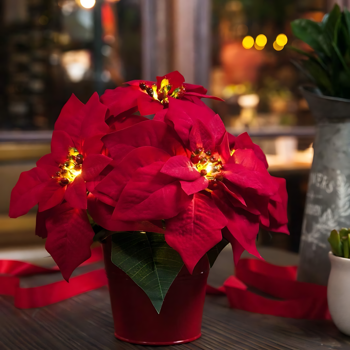Red Poinsettia - Illuminate Your Holidays with Elegance Bowlift