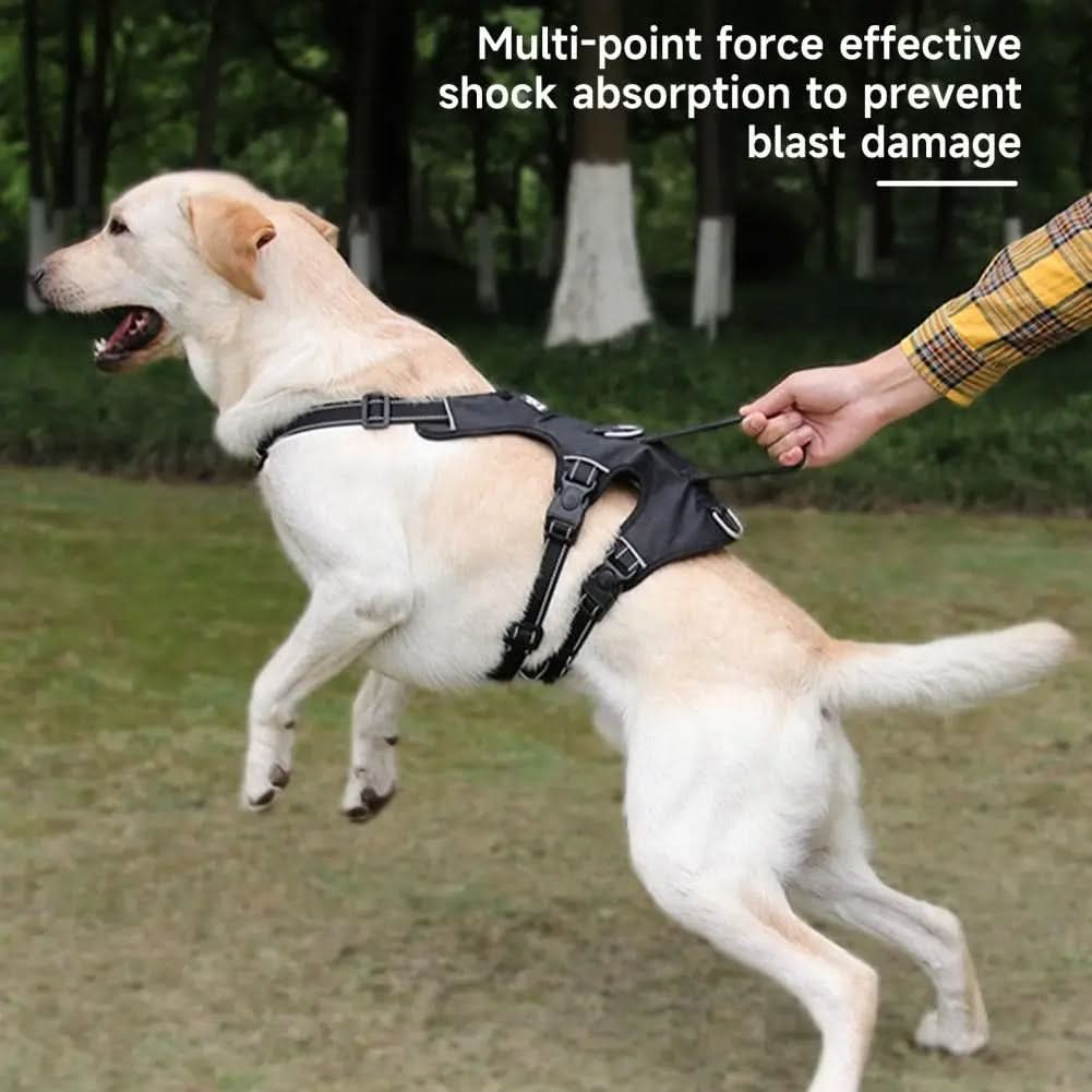 BowLift | Reflective & escape-proof for relaxed walks