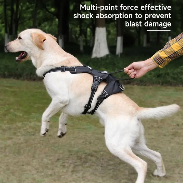 BowLift | Reflective & escape-proof for relaxed walks