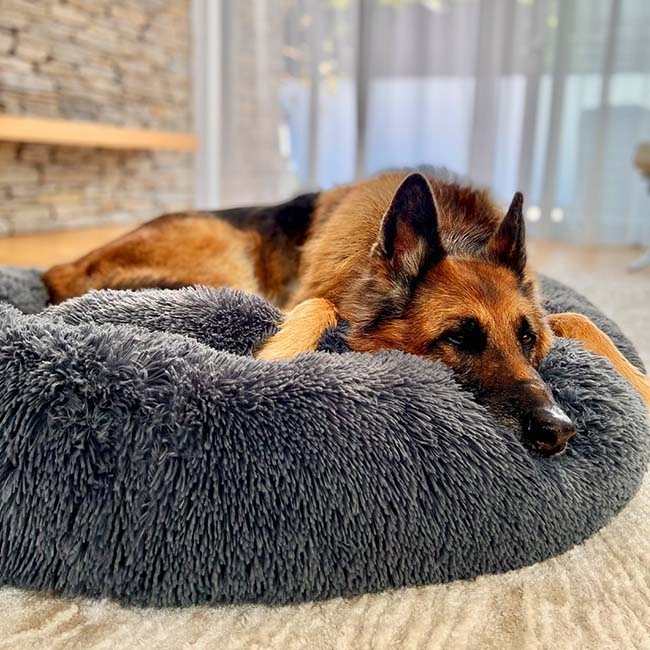BowLift | Calming Dog Bed