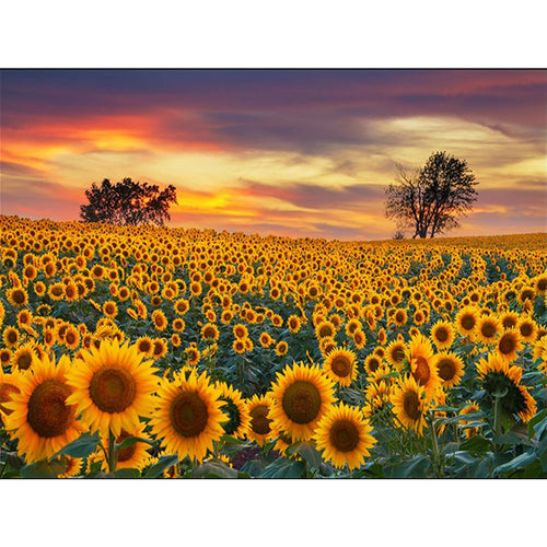 New Sunflower Pattern Rug Yellow and Purple Polyester Rug Machine Washable Non-Slip Rug for the Bedroom | Bowlift