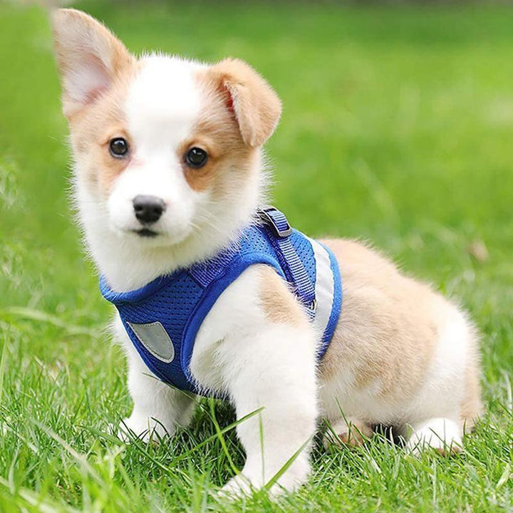 BowLift | Reflective Safety Dog Harness and Leash Set Offer