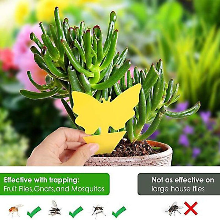 BowLift | Fruit Fly Fungus Gnat Sticky Trap