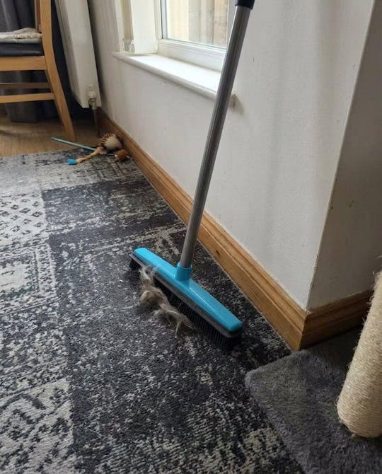 Pet hair remover broom with telescopic handle | Bowlift