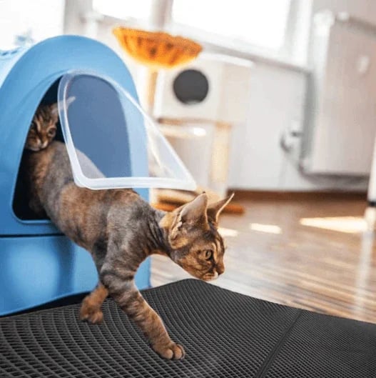 BowLift | StreuChampion — Finally a cozy clean home without cat litter chaos!